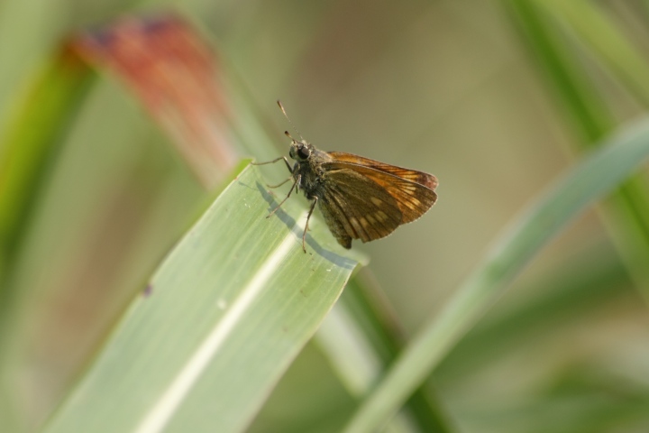 alcune farfalle da confermare ID